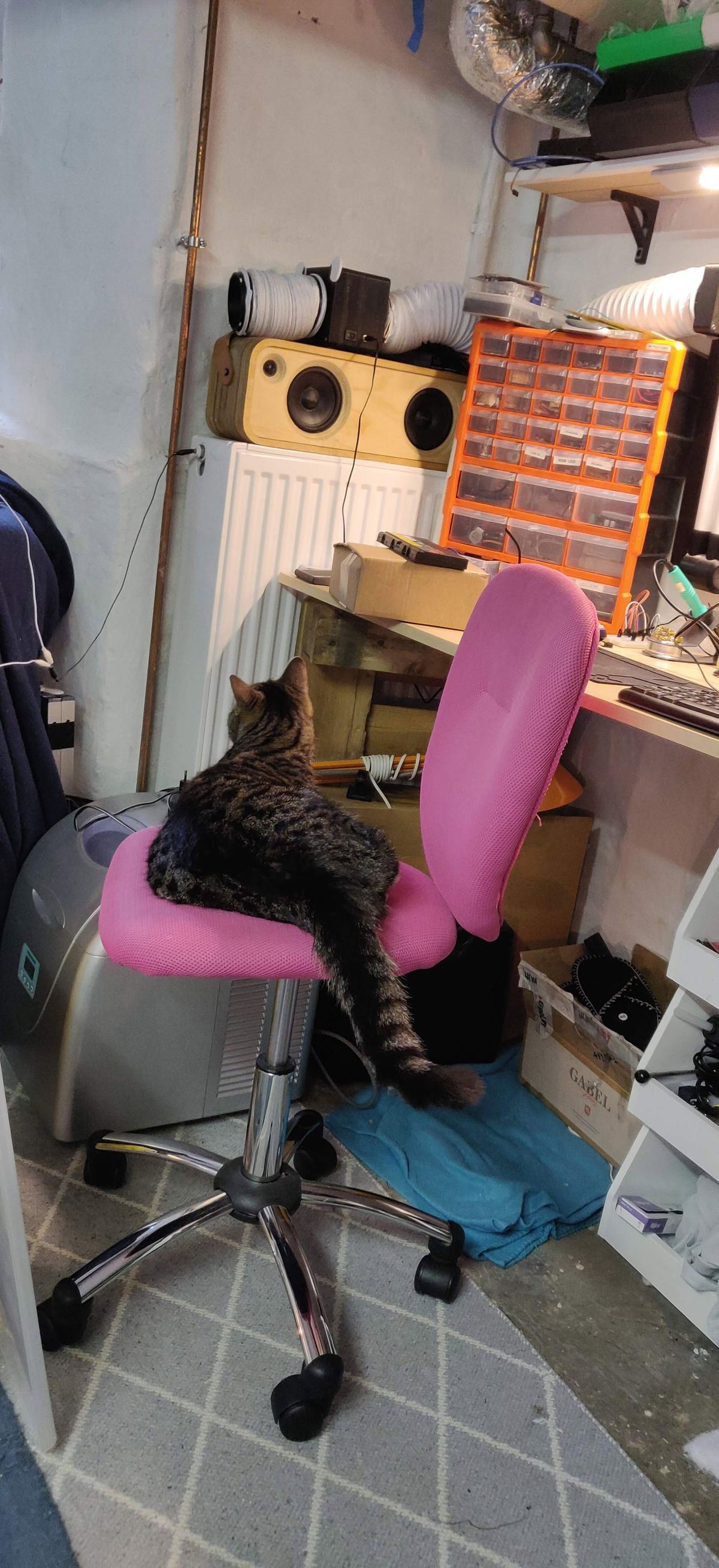 Milli the cat at the basement office